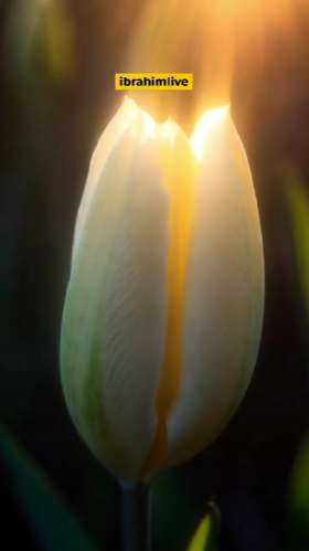 Der wahre Frühling beginnt in deinem Herzen!